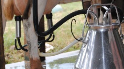 bbcast-agro_pecuaria-de-leite-1140x364