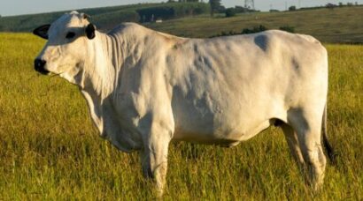 vacina-febre-aftosa-925x308