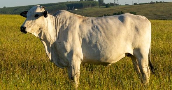 vacina-febre-aftosa-925x308