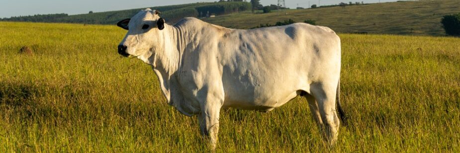 vacina-febre-aftosa-925x308