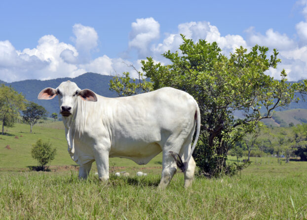 Closeup of Nellore calf in the meadow with trees
